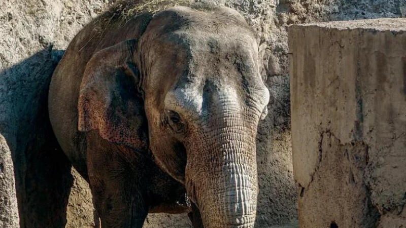 Murió Pocha, la elefanta que vivió en el Eco Parque de Mendoza y fue trasladada a un santuario